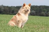 CHIEN FINNOIS DE LAPONIE 677